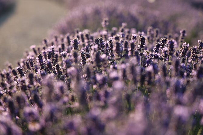 Aroma sampling of 5 Bulgarian Lavender varieties at DiVes Winery - What Makes Bulgaria’s Lavender Worth Learning