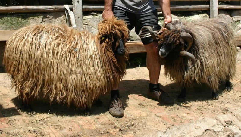 Bansko: Rare Bulgarian Pets Experience - A Farm Visit in Blagoevgrad Province, Not a Zoo Stop