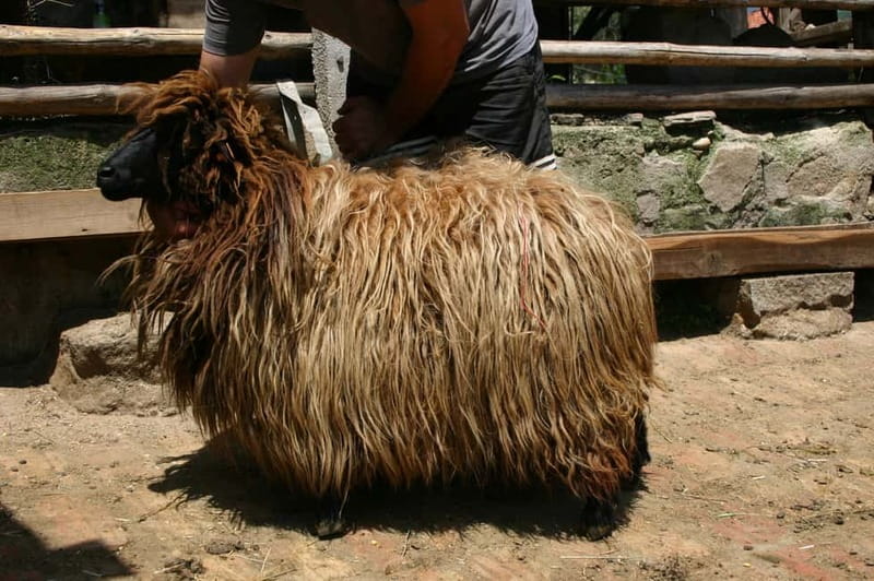 Bansko: Rare Bulgarian Pets Experience - Price of $57 for 3 Hours: Is It Fair Value?