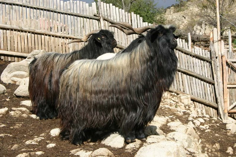 Bansko: Rare Bulgarian Pets Experience - Who This Tour Suits Best, and Who Should Skip It