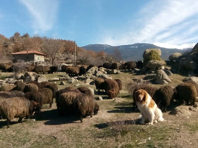 Bansko: Rare Bulgarian Pets Experience - The Karakachan Rescue Story You Will Actually Remember