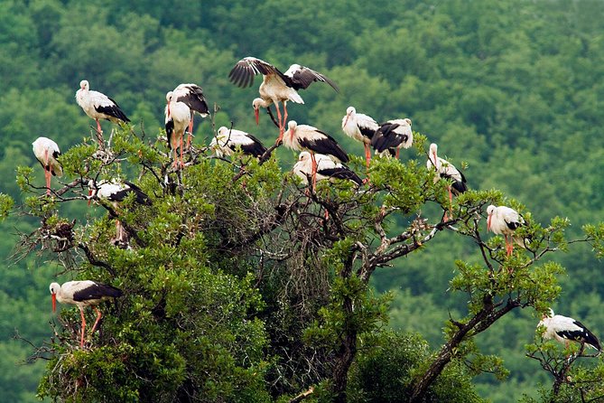 Birdwatching and cultural heritage tour from Varna - Varna birding plus UNESCO archaeology, in one 8 to 9 hour day