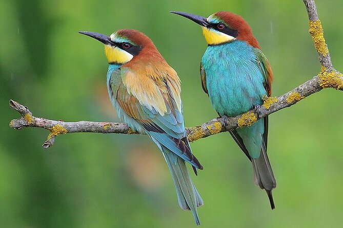 Birdwatching and cultural heritage tour from Varna - Birdwatching with your guide, plus binocular use on request