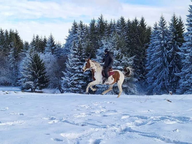 Borovets: Horse Riding Experience - Butch Camp riding: quiet scenery and the feel of control