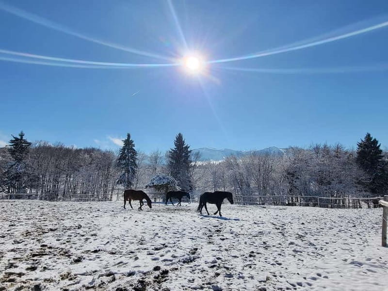 Borovets: Horse Riding Experience - What to bring (and what to skip)