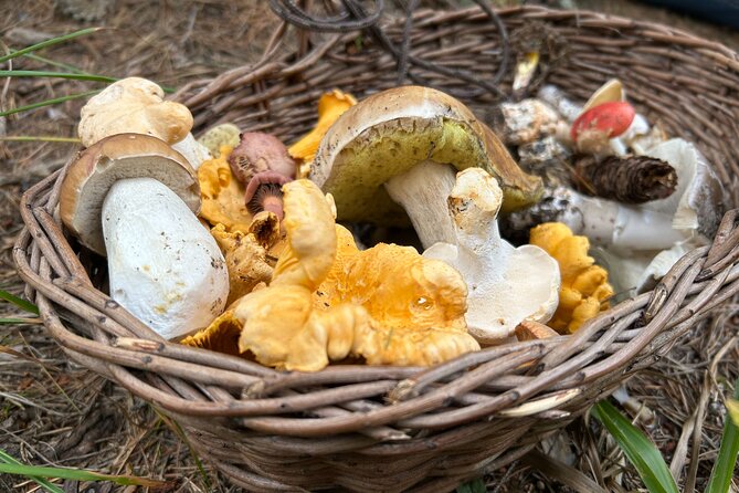 Culinary Adventure To The Fungi And Botanical Kingdom Of Bulgaria - Lozen Mountain, Sofia’s Wild Edge, Where Fungi and Plants Share the Stage