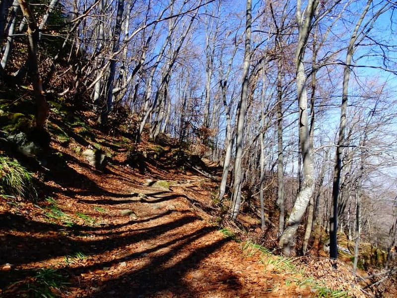 From Sofia: One-Day Tour of Vitosha Mountain - Key Points to Know Before You Go