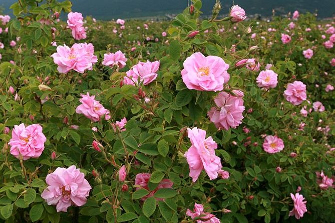 From Sofia:The Valley of the Roses&Koprivshtitsa Small Group Tour - Koprivshtitsa: your free time in a preserved 19th-century town