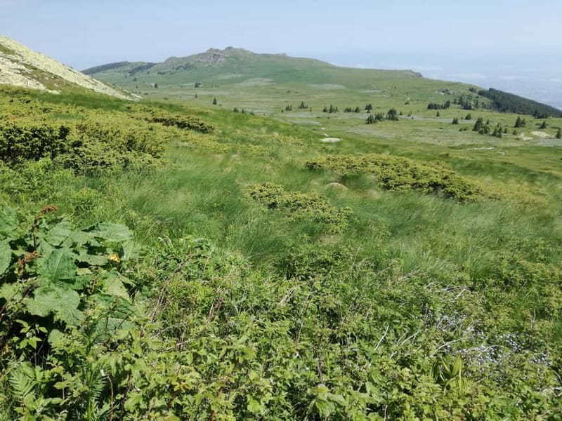 Full-Day Vitosha and Cherni Vruh Peak Hiking Tour - The descent through Torfeno Branishte peat reserve