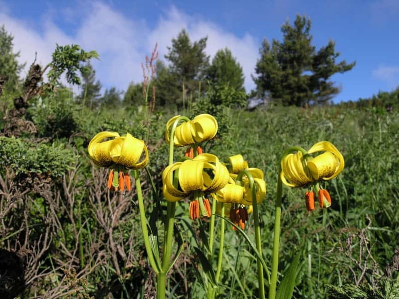 Full-Day Vitosha and Cherni Vruh Peak Hiking Tour - How the guide and small group change the experience
