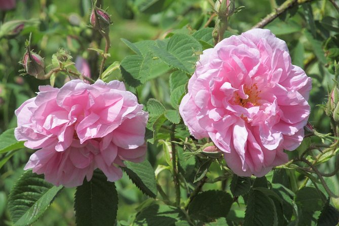 Kazanlak-Rose Valley-Valley of the Thracian Kings - private tour from Plovdiv - Key Points Worth Your Time