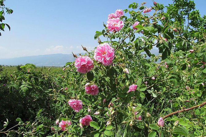 Kazanlak-Rose Valley-Valley of the Thracian Kings - private tour from Plovdiv - Kazanlak’s Past at Iskra Historical Museum