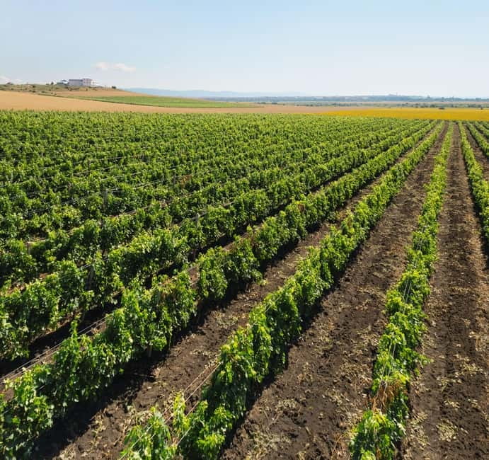 Nessebar: Guided Tour in English with Wine Tasting - Should You Book This Nessebar Wine Tour?