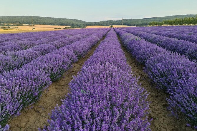 Nessebar: The best locations for a photo shoot & Lavender fields - Lavender fields near Sunny Beach, Nessebar, and Ravda