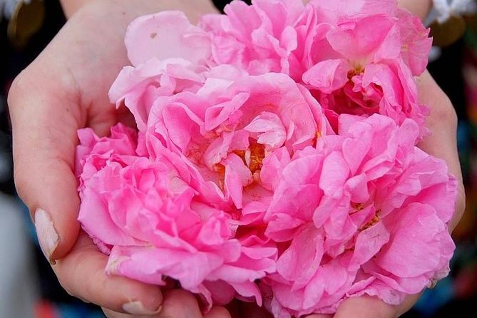 Picking Roses Workshop & Extracting Rose Oil in the Rose Valley - Key highlights at a glance
