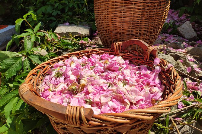 Picking Roses Workshop & Extracting Rose Oil in the Rose Valley - Kazanlak region link: why this matters to the rose industry