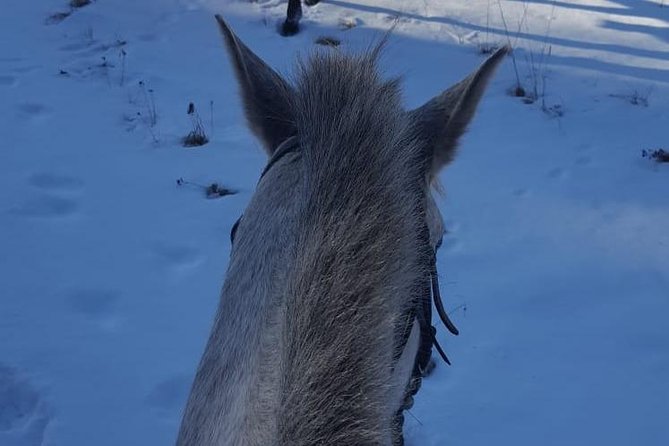 Private 2-Day Horseback Riding in Rhodope Mountains from Plovdiv - Who This Private Horse Tour Suits Best (And Who Should Think Twice)