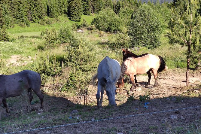 Private 2-Day Horseback Riding in Rhodope Mountains from Plovdiv - Getting From Your Hotel to Galabovo Without Losing the Day