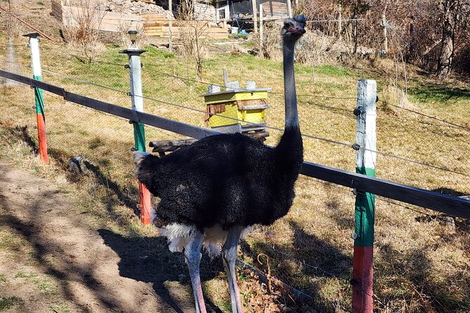 Private 4x4 Experience in the Rhodopes with Ostrich Farm Visit - Safety and the instructor-led format that keeps it fun