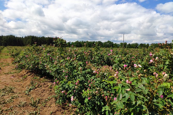 Private Access Rose Festival Kazanlak 05-07.06.2025 - Price and Value: What You Are Actually Paying For
