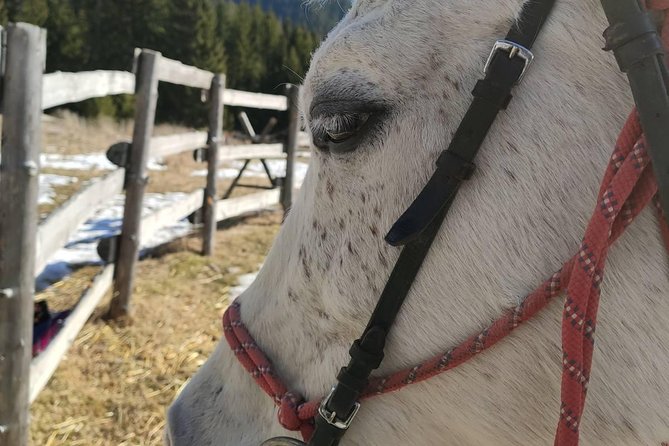 Private Horseback Riding the Rila Range - Price and value: what the $140.83 gets you (and what it does not)