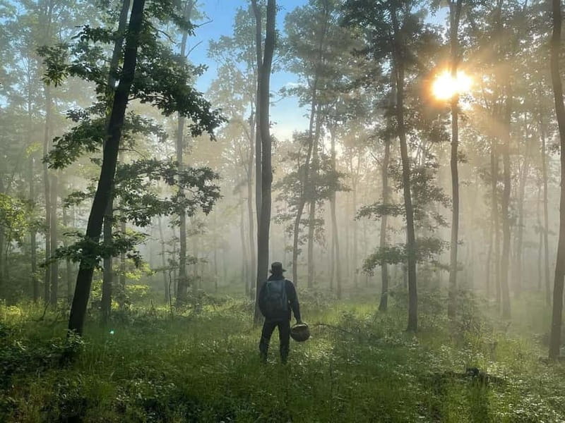Sofia: Culinary Adventure To The Fungi And Botanical Kingdom - What you learn about mushrooms, herbs, and wild flowers in season