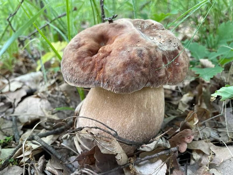Sofia: Culinary Adventure To The Fungi And Botanical Kingdom - Who this tour is best for, and who should skip it