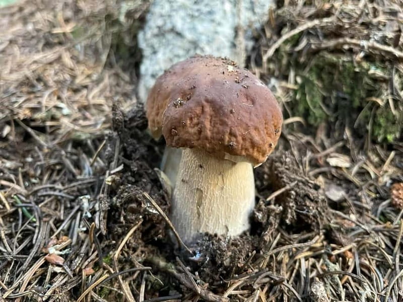 Sofia: Culinary Adventure To The Fungi And Botanical Kingdom - Should you book Sofia: Culinary Adventure To The Fungi And Botanical Kingdom?
