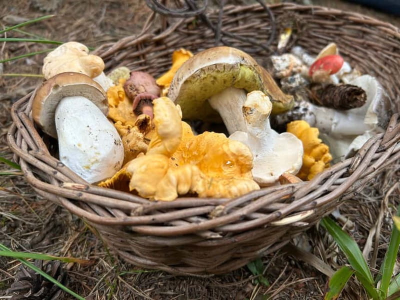 Sofia: Culinary Adventure To The Fungi And Botanical Kingdom - Lozen Mountain walk, plus the photo safari rhythm in real forest conditions