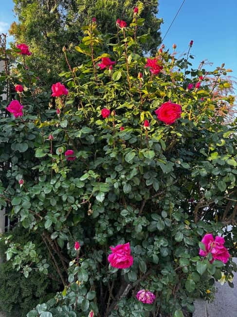 Sofia – Kazanluk Rose Valley & Oil Distillery Tour - Key things that make this tour worth your day