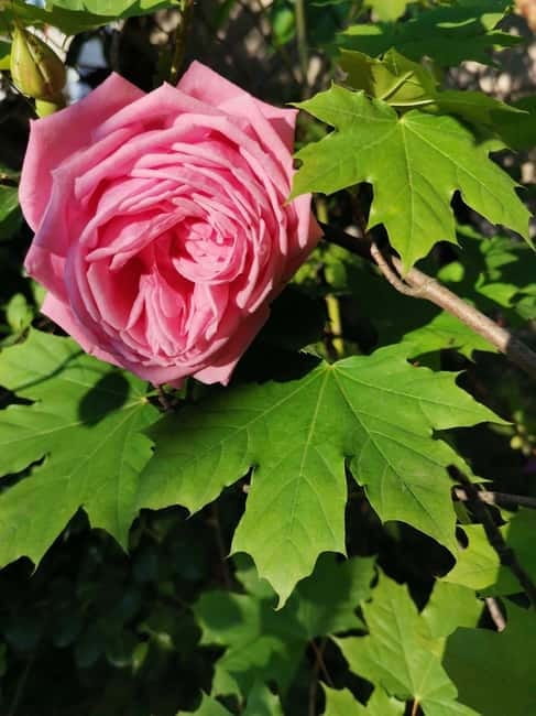 Sofia – Kazanluk Rose Valley & Oil Distillery Tour - Kazanlak Rose Museum and Town Time: The Best Way to Understand the Region