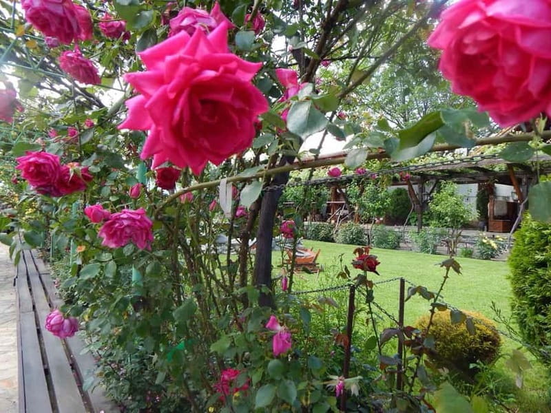 Sofia – Kazanluk Rose Valley & Oil Distillery Tour - Drive Time, Comfort Breaks, and What to Expect From the Day’s Rhythm