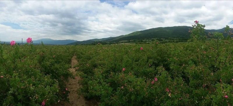Sofia – Kazanluk Rose Valley & Oil Distillery Tour - Who Should Book This Rose Valley and Oil Distillery Tour?