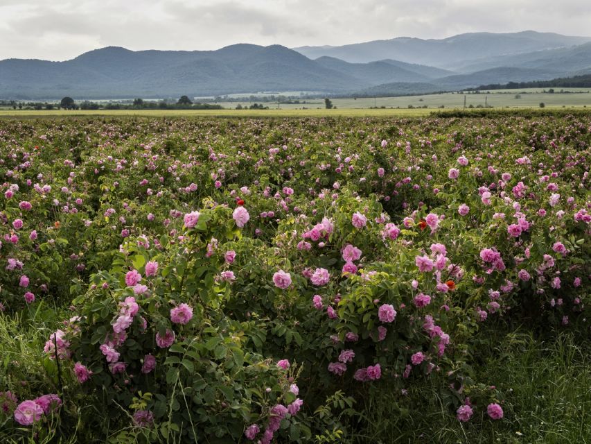 Sofia, Plovdiv, and The Rose Valley in 2 Days - Sofia and Plovdiv in one trip: why this route works