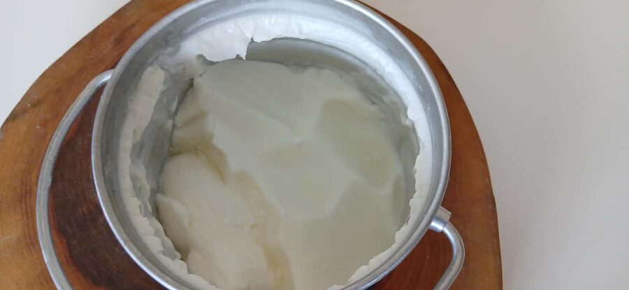 Sofia: Taste Bulgarian Yogurt Kiselo Mlyako in a Family Home - Why Kiselo Mlyako Depends on Lactobacillus Bulgaricus