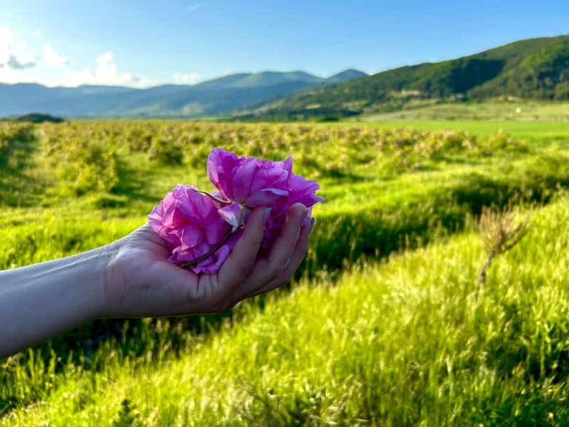 Sofia:The Highlights of Bulgaria - Rose Valley and Buzludzha - A Sofia day trip that goes from roses to monuments