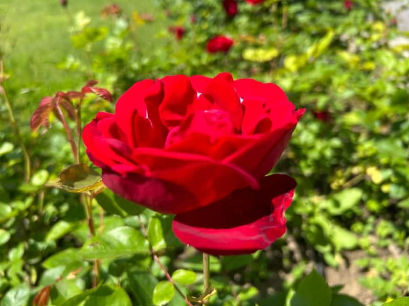 Sofia:The Highlights of Bulgaria - Rose Valley and Buzludzha - Price and value: what $124 buys you
