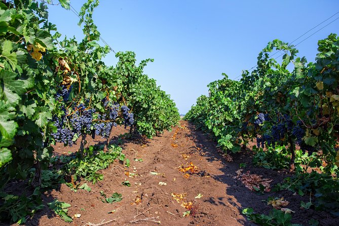 Special History And Wine Tour including Wine Tasting - The guide-led grounds walk: where the tasting becomes more than sipping