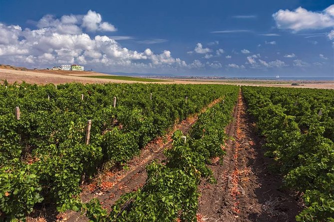 Special History And Wine Tour including Wine Tasting - First stop by Old Nessebar, then straight into the winery rhythm