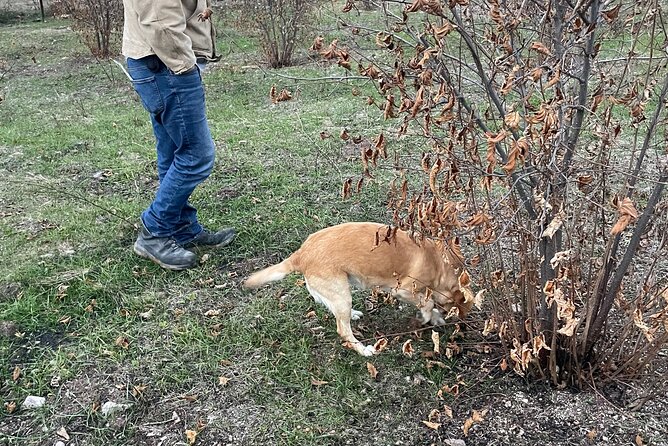 Truffle Hunting in Kyustendil - Truffle Hunting in Kyustendil: The 3 Hours That Feel Like a Local Day