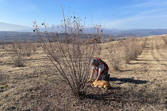 Truffle Hunting in Kyustendil - Price and Value: What $116.26 Buys You in Real Terms